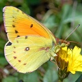 Clover_Butterfly_male_Colias_vauthieri_Osorno_Chile_2.jpg