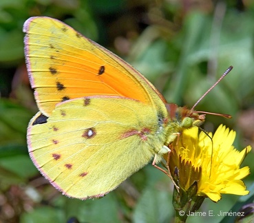 Clover Butterfly male
