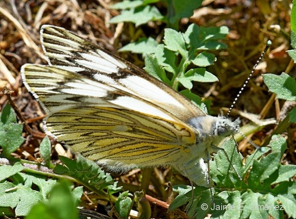 White Butterfly female