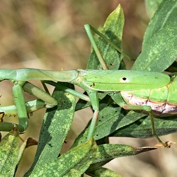 Mantodea (Mantis)