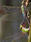 Common Green Darner male and female