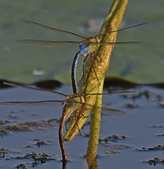 Common Green Darner male and female