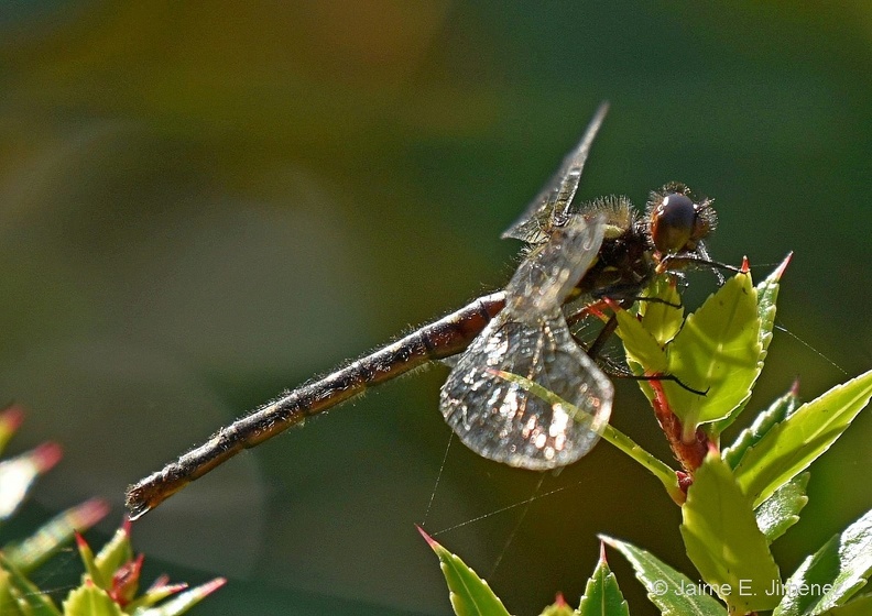 Dragonfly_Aeshnidae_Curinanco_Chile.jpg