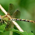 Dragonfly_Libellulidae_Clear_Creek_TX_3.jpg