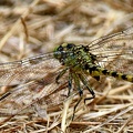 Dragonfly_Libellulidae_Clear_Creek_TX_4.jpg