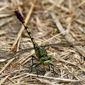 Dragonfly_Libellulidae_Clear_Creek_TX_5.jpg