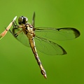 Dragonfly_Libellulidae_LLELA_TX_5.jpg