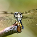 Dragonfly_Libellulidae_LLELA_TX_6.jpg