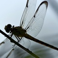 Dragonfly_Libellulidae_LLELA_TX_7.jpg