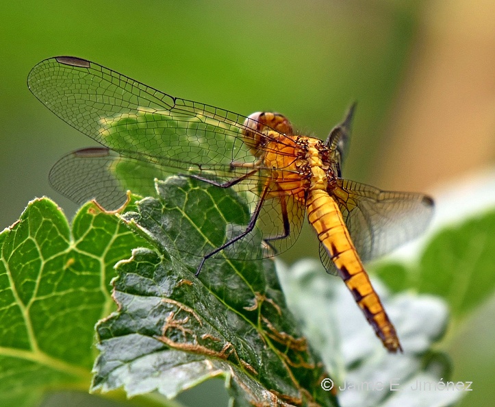Dragonfly_Libellulidae_Osorno_Chile.jpg