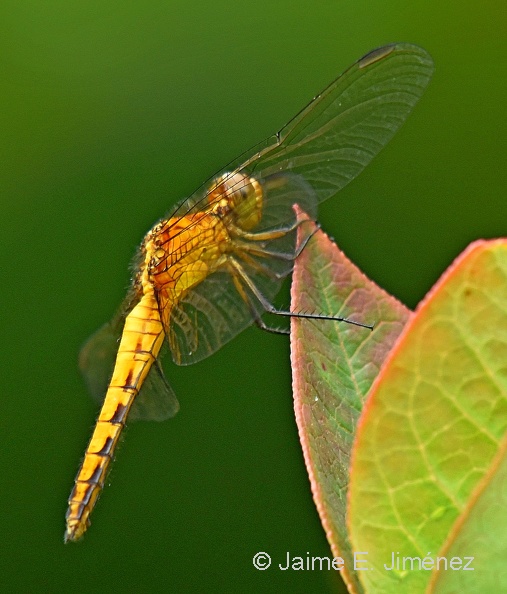 Dragonfly_Libellulidae_Osorno_Chile_2.jpg