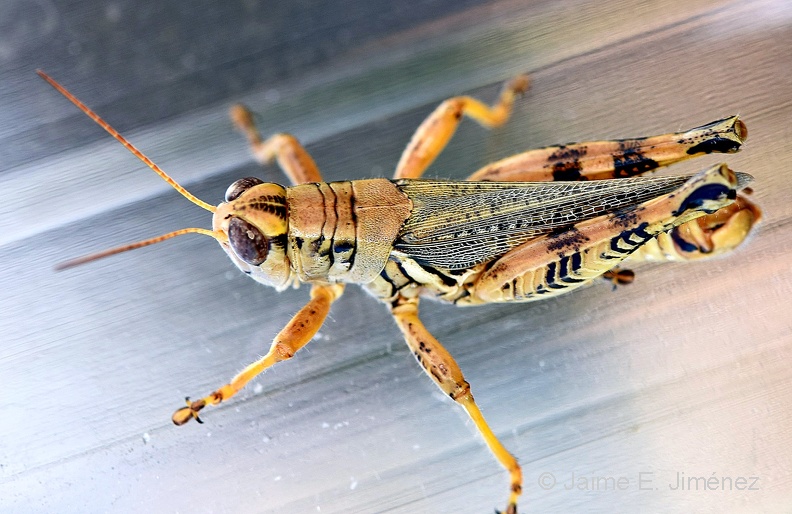 Grasshopper_Clear_Creek_TX_5.jpg