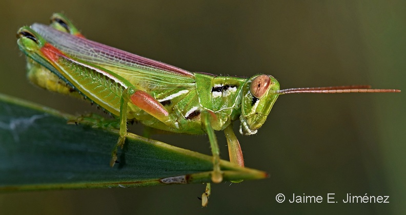 Grasshopper_Clear_Creek_TX_6.jpg