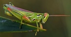 Acrididae (Grasshoppers)