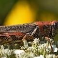 Grasshopper_Clear_Creek_TX_7.jpg