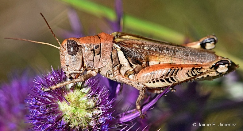 Grasshopper_Clear_Creek_TX_9.jpg