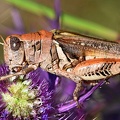 Grasshopper