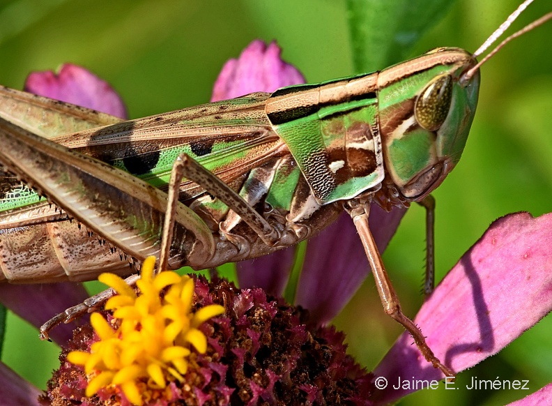 Grasshopper_Denton_TX_3.jpg
