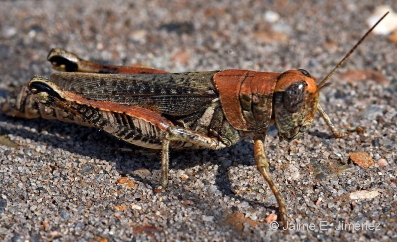 Grasshopper_Orthoptera_Clear_Creek_TX.jpg