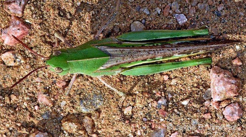 Grasshopper_Orthoptera_LLELA_TX.jpg