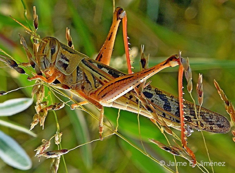 Grasshopper_Orthoptera_LLELA_TX_4.jpg