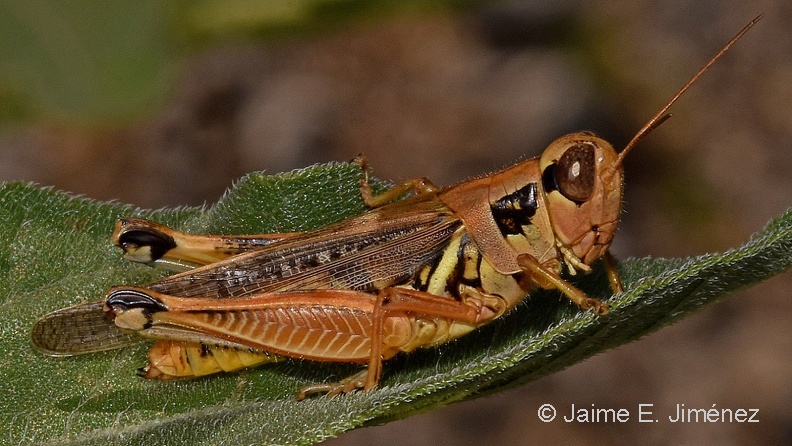Grasshopper_Orthoptera_LLELA_TX_6.JPG