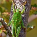Green Grasshopper San Pedro Chile
