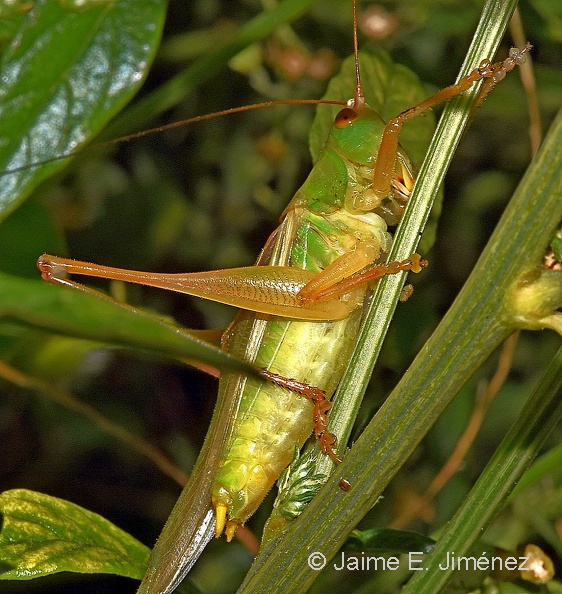 Grasshopper_Orthoptera_Denton_TX.JPG