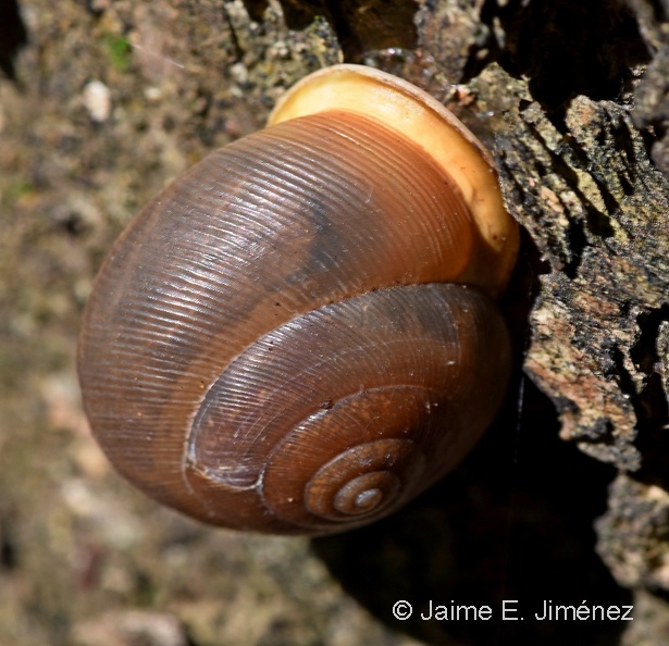 White-lip Globe Snail