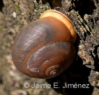 White-lip Globe Snail