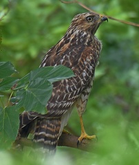 Red-shouldered Hawk juvenile