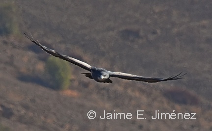 Black-chested Buzzard Eagle