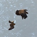 Black-chested_Buzzard_Eagle_Geranoaetus_melanoleucus_juvenile_Andean_Condor_Farellones_Chile.jpg