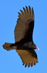 Turckey Vulture