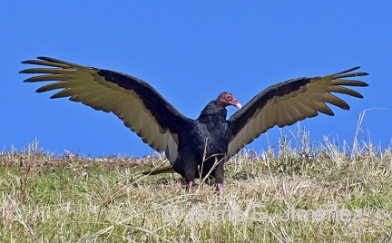 Turckey Vulture