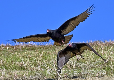 Turckey Vultures