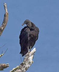 Black Vulture Coragyps atratus Lago Maihue Chile