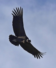 Andean Condor male