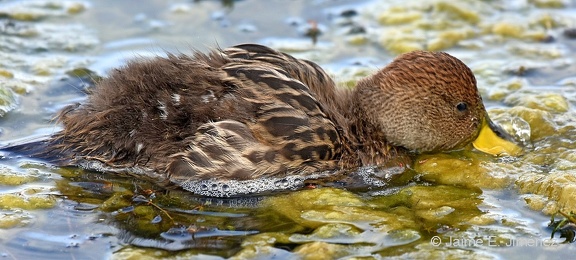 Yellow-billed Pintail duckling