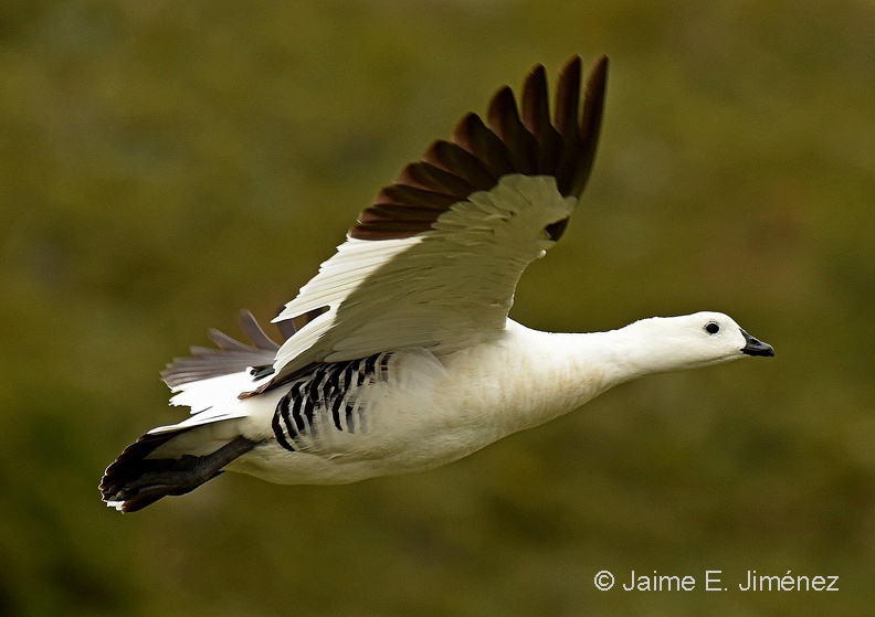 Upand Goose male