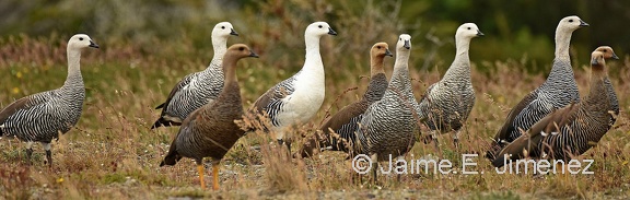 Upand Goose males and females