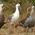 Upand Goose males and females