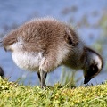 Upland_Geese_goslings_Chloephaga_picta_Navarino_Island_Chile_2.jpg