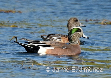American Wigeon male and female