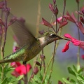 Black-chinned_Hummingbird_female_Archilochus_alexandri_BRIT_TX.jpg