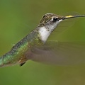 Black-chinned_Hummingbird_female_Archilochus_alexandri_BRIT_TX_10.jpg