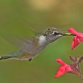 Black-chinned_Hummingbird_female_Archilochus_alexandri_BRIT_TX_11.jpg