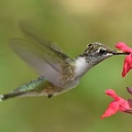 Black-chinned_Hummingbird_female_Archilochus_alexandri_BRIT_TX_12.jpg