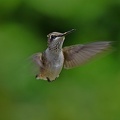 Black-chinned_Hummingbird_female_Archilochus_alexandri_BRIT_TX_13.jpg