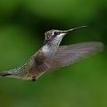 Black-chinned_Hummingbird_female_Archilochus_alexandri_BRIT_TX_4.jpg